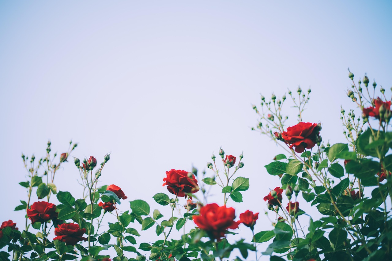 Rose rosse autunnali in fiore, visualizza dal basso in paradiso