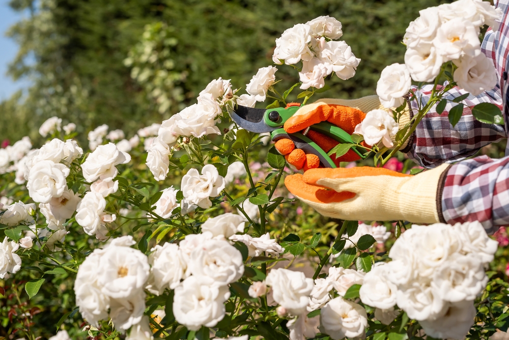 Rose parlate: mani di giardinaggio con guanti da giardinaggio tagliano rami di rose bianche fiorite. 